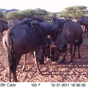 Trail Camera Namibia