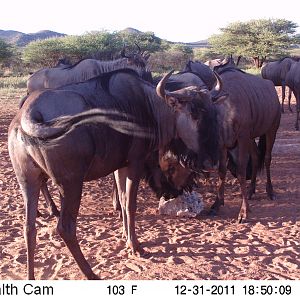 Trail Camera Namibia