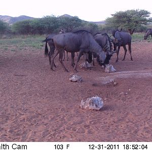 Trail Camera Namibia