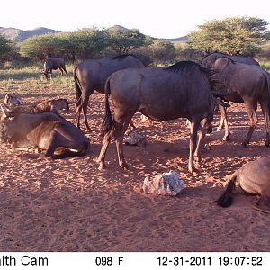 Trail Camera Namibia