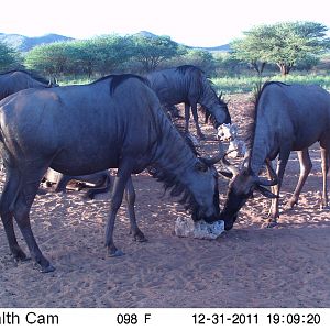 Trail Camera Namibia