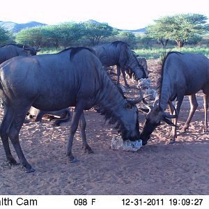 Trail Camera Namibia