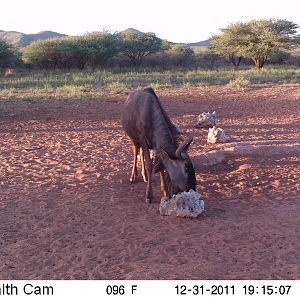 Trail Camera Namibia