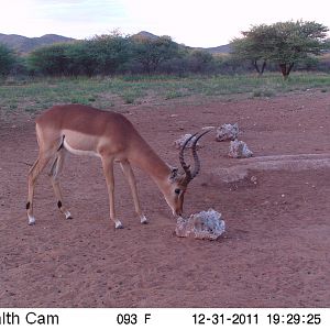 Trail Camera Namibia