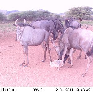 Trail Camera Namibia