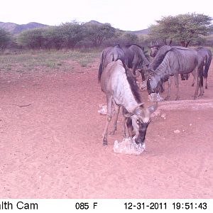 Trail Camera Namibia