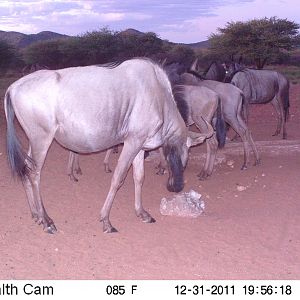 Trail Camera Namibia