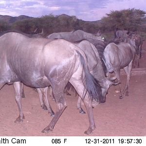 Trail Camera Namibia