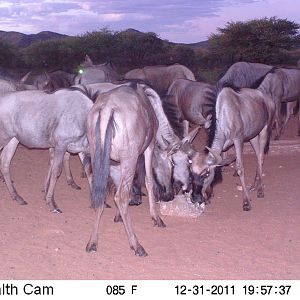 Trail Camera Namibia