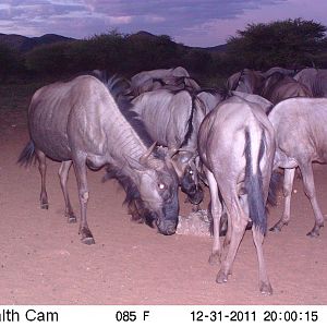 Trail Camera Namibia