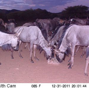 Trail Camera Namibia