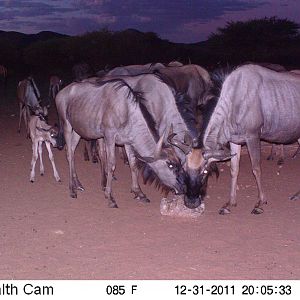 Trail Camera Namibia