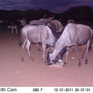 Trail Camera Namibia