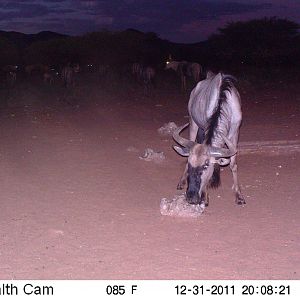 Trail Camera Namibia