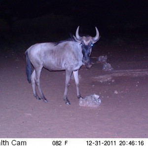 Trail Camera Namibia