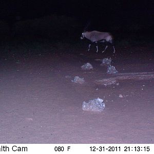 Trail Camera Namibia