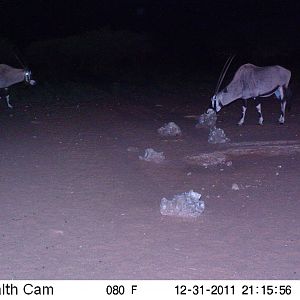 Trail Camera Namibia