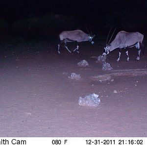 Trail Camera Namibia