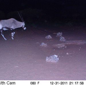 Trail Camera Namibia