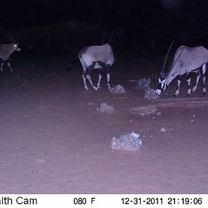 Trail Camera Namibia