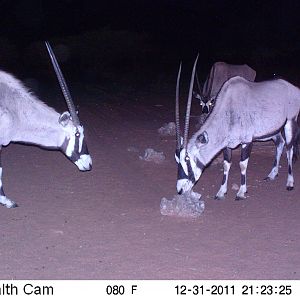 Trail Camera Namibia