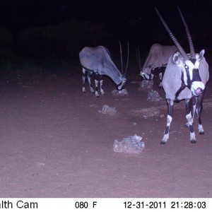 Trail Camera Namibia