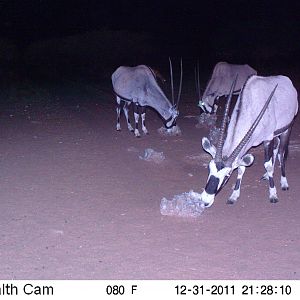 Trail Camera Namibia