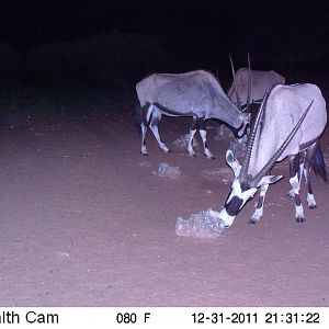 Trail Camera Namibia