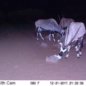 Trail Camera Namibia