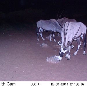 Trail Camera Namibia