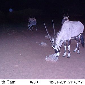 Trail Camera Namibia