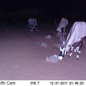 Trail Camera Namibia