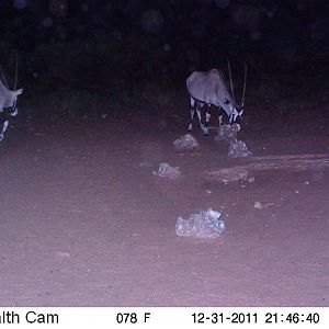 Trail Camera Namibia