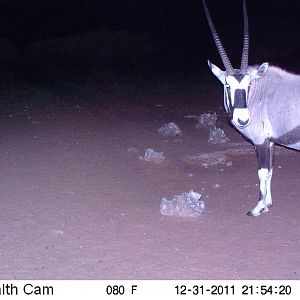 Trail Camera Namibia