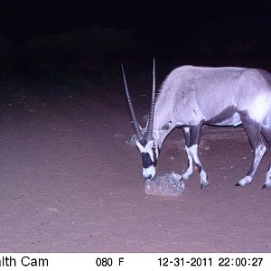 Trail Camera Namibia