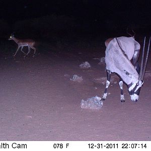 Trail Camera Namibia