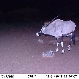 Trail Camera Namibia