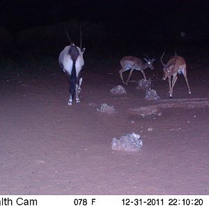 Trail Camera Namibia