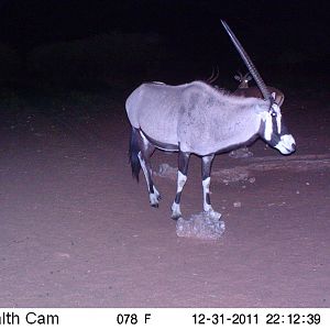 Trail Camera Namibia