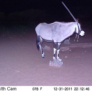 Trail Camera Namibia