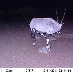 Trail Camera Namibia