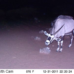 Trail Camera Namibia