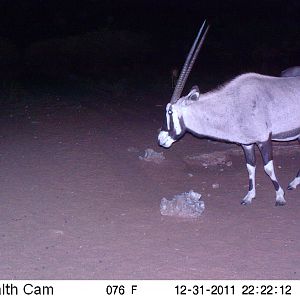 Trail Camera Namibia