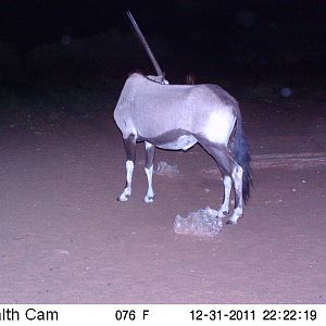 Trail Camera Namibia