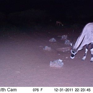 Trail Camera Namibia