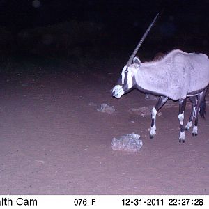 Trail Camera Namibia