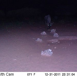 Trail Camera Namibia