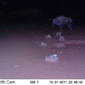 Trail Camera Namibia