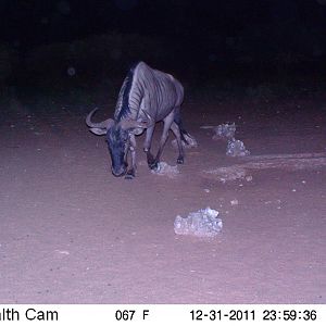 Trail Camera Namibia