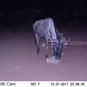 Trail Camera Namibia